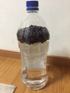 焼酎