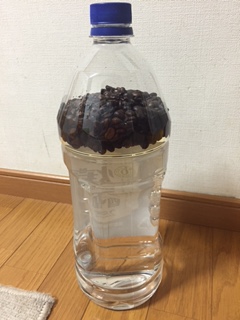 珈琲焼酎やってくる