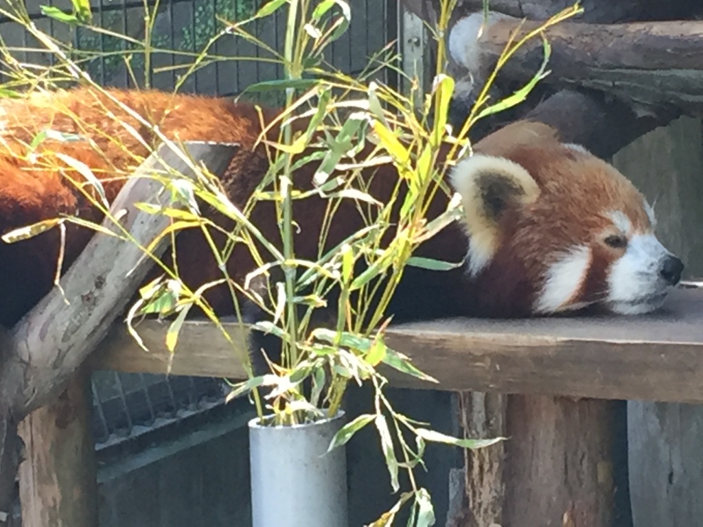 唯一 ニシ て 日本 いる は を 動物園 レッサーパンダ 飼育 で し