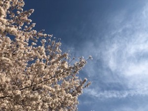 桜