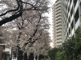桜満開の季節ですね。