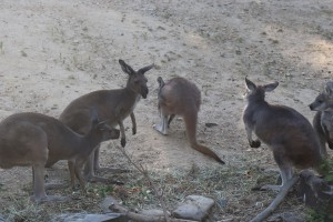 カンガルー（夕）